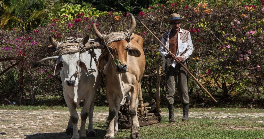 havana farm tour