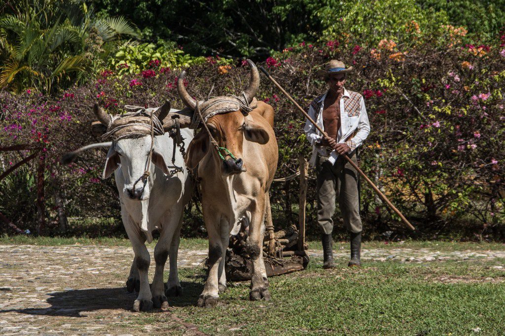 havana farm tour