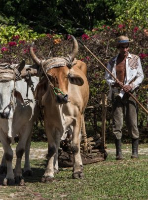 havana farm tour