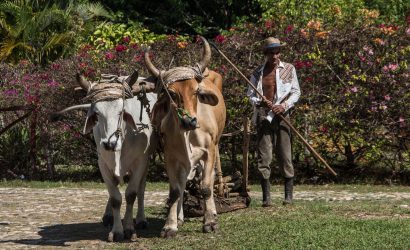 Havana Farm Tour 19 Havana farm experience