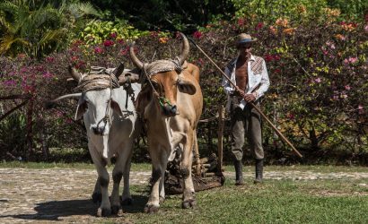 Havana farm experience