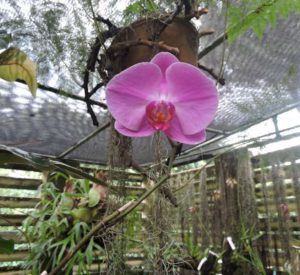 Soroa Orchids