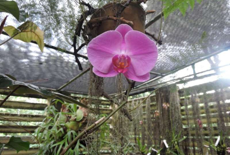 Soroa Orchids