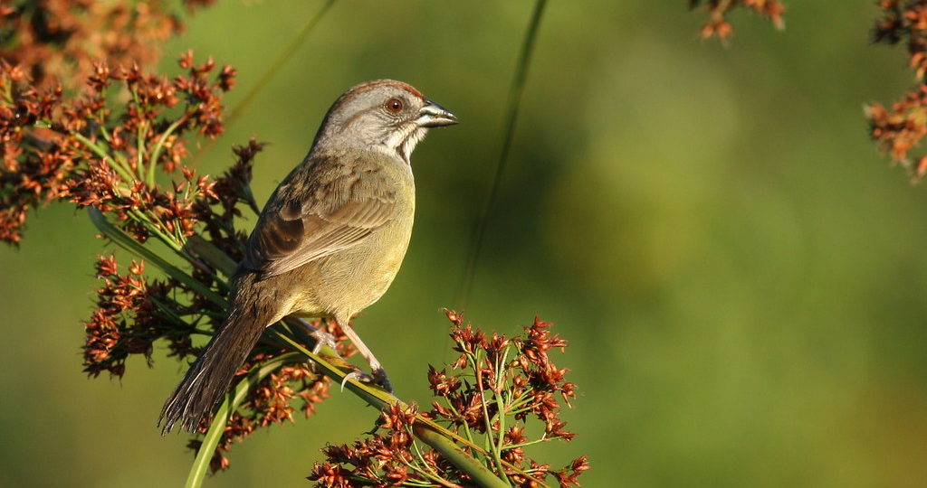 Checklist Endemic Birding in Cuba