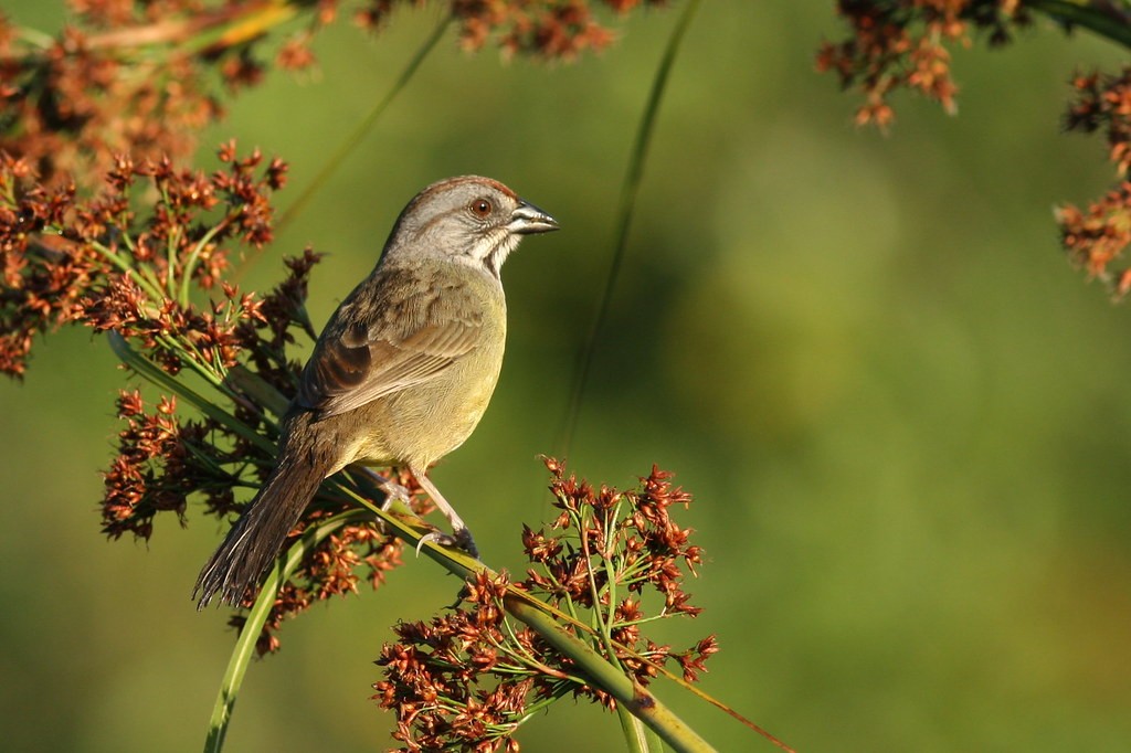 Checklist Endemic Birding in Cuba