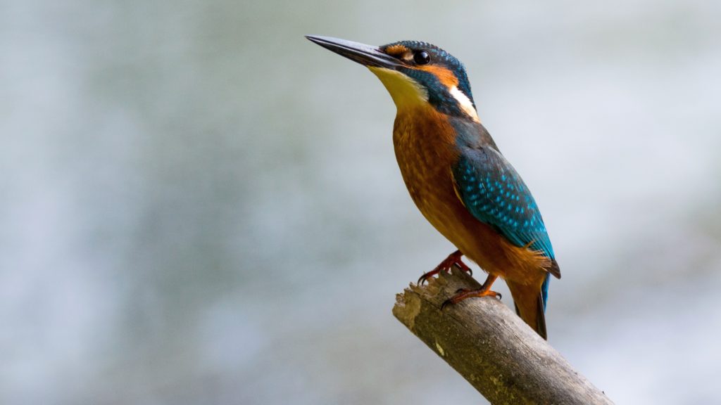 close up of bird perching on branch 255435