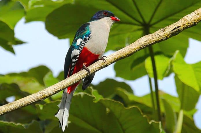 Checklist Endemic Birding in Cuba 6 tocororo