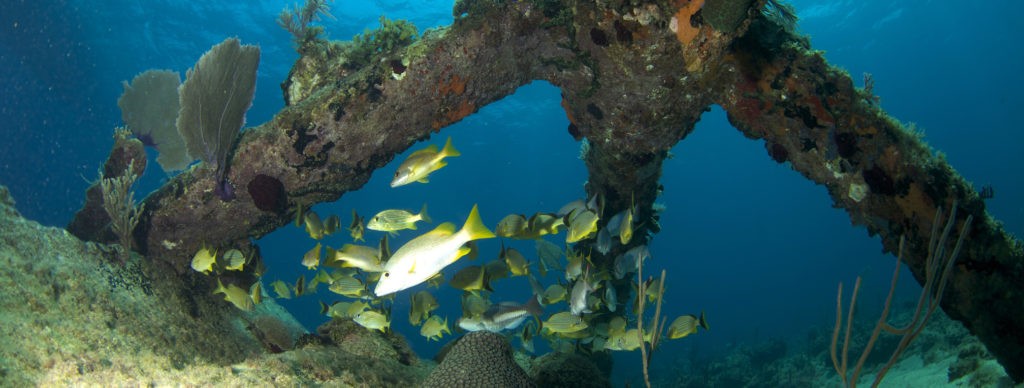 Diving Havana