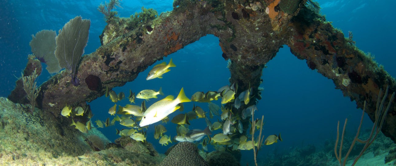 Diving Havana