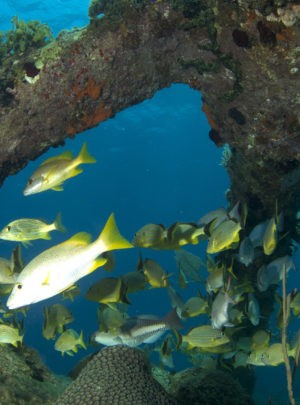 Diving Havana